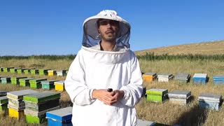 با خواص نان زنبور عسل آشنا شوید