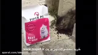 محصولات پی پرپت