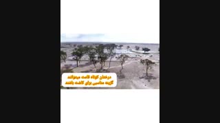 روش نوین و جالب در جهت بیابان زدایی - بازار کشاورزی آنلاین مزرعه کارآفرینی