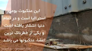 عنکبوت بیوه سیاه | سم مخصوص دفع انواع عنکبوت