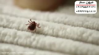 آیا کنه ها بیماری زا هستند؟ | سم قوی برای نابودی انواع کنه