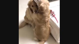 چقدر گوگولین