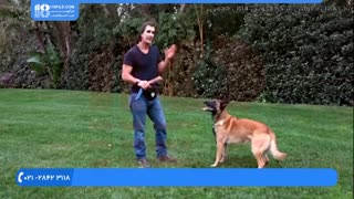 تاثیر رفتارهای غریزی سگ بر روی تربیت آن