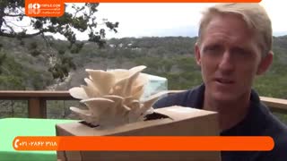 آموزش نحوه صحیح پرورش قارچ از ابتدا تا انتها در منزل