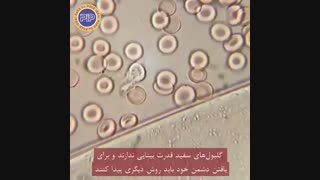 حمله گلبول سفید به کرم لوله ای