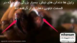 شکار شدن پرنده توسط رتیل | سم قوی برای دفع رتیل