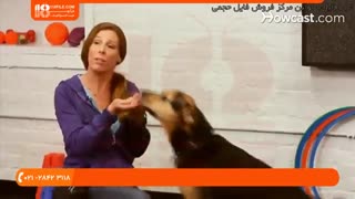 آموزش  اهلی کردن و دست دادن به سگ