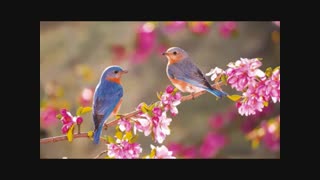 آموزش عربی (فصل)