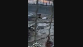 انتشار فیلمی ناراحت کننده از وضعیت حیوانات باغ وحش ارومیه