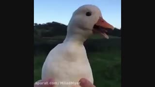 اردک خنده دار