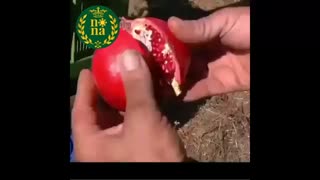 باغات انار و صادرات انار