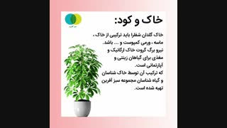 نگهداری شفلرا