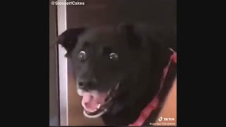 سگه سکته زد xD