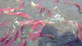 حرکت ماهی آزاد در آلاسکا جذاب و دیدنی