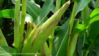 نابودی علف های هرز پهن برگ و باریک برگ با علف کش استوکلر | Acetochlor