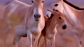 خانواده‌ی قشنگ گور ایرانی در پارک ملی کویر