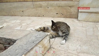 ابراز محبت گربه‌ی قلدر محله به من با آوردن موش