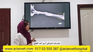 لنگیدن سگ | علت و درمان و علائم