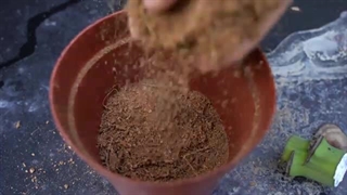 پرورش موز در خانه